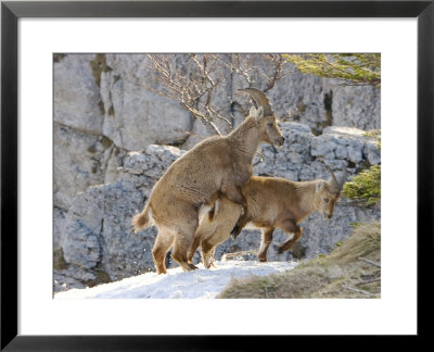 Ibex, Young Ibex Mating, Switzerland by David Courtenay Pricing Limited Edition Print image