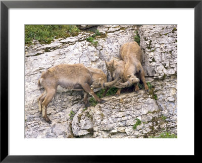 Ibex, Young Males Fighting Over A Female, Switzerland by David Courtenay Pricing Limited Edition Print image