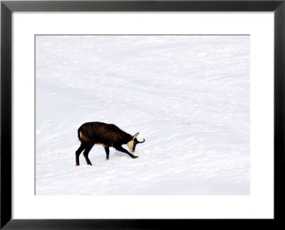 Chamois, Digging For Food In Snowy Field, Switzerland by David Courtenay Pricing Limited Edition Print image