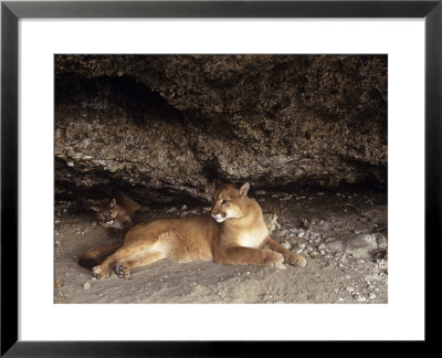 Mountain Lion, Adult And Young Cub In Den, Rocky Mountains by Daniel Cox Pricing Limited Edition Print image