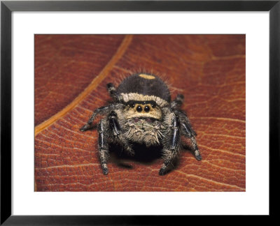 Jumping Spider by David M. Dennis Pricing Limited Edition Print image