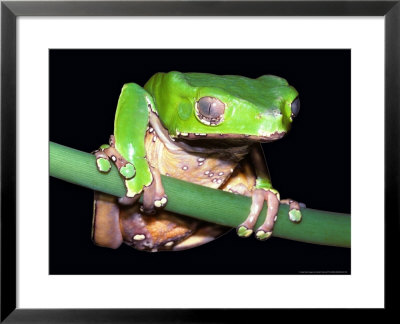 Leaf Frog by David M. Dennis Pricing Limited Edition Print image