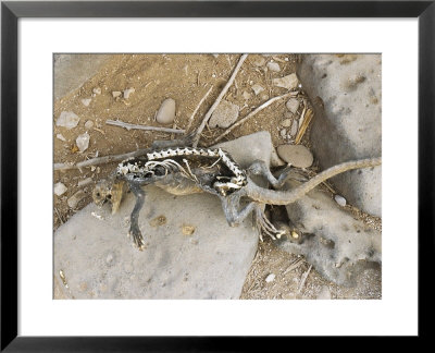 Marine Iguana, Dead, Galapagos, Ecuador by David M. Dennis Pricing Limited Edition Print image