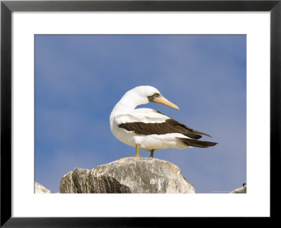 Masked Booby, Espanola Island, Ecuador by David M. Dennis Pricing Limited Edition Print image