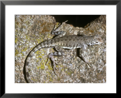 Zebra-Tailed Lizard, California by David M. Dennis Pricing Limited Edition Print image