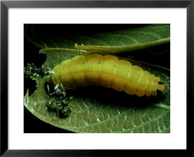Eurybia Patrona, Costa Rica by Philip J. Devries Pricing Limited Edition Print image