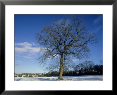 Oak In Winter by Mike England Pricing Limited Edition Print image