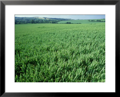 Wheat Field In Spring by Mike England Pricing Limited Edition Print image