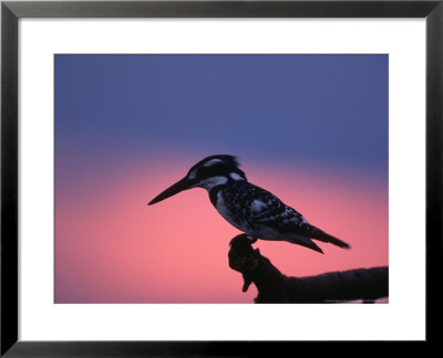 Ceryle Rudis At Sundown, South Africa by Chris And Monique Fallows Pricing Limited Edition Print image