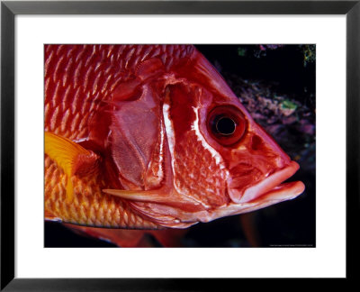 Longjaw Squirrelfish Or Sabre Squirrelfish, Hawaii by David B. Fleetham Pricing Limited Edition Print image