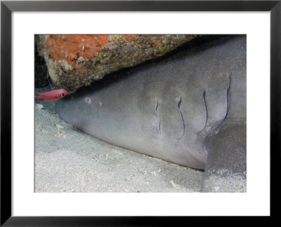 Tawny Nurse Shark, Indonesia by David B. Fleetham Pricing Limited Edition Print image