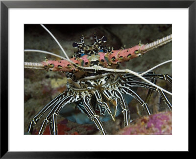 Painted Spiny Lobster, Indonesia by David B. Fleetham Pricing Limited Edition Print image