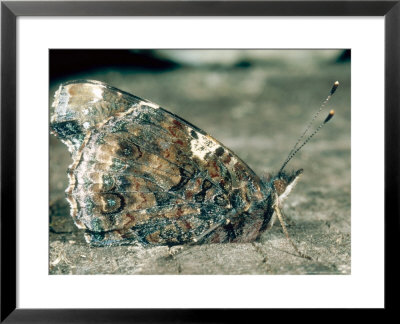 Red Admiral, Wings Folded, Uk by Paul Franklin Pricing Limited Edition Print image