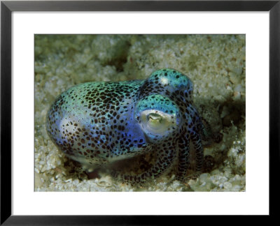 Bobtail Squid, Eupymna Species by Max Gibbs Pricing Limited Edition Print image