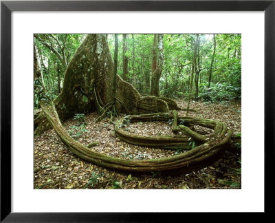 Tropical Rainforest, South Pacific by Patricio Robles Gil Pricing Limited Edition Print image