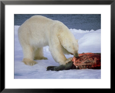 Polar Bear, Feeding, Arctic by Patricio Robles Gil Pricing Limited Edition Print image