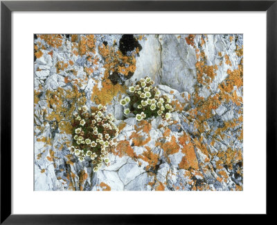 Tufted Saxifrage, Flowers, Arctic by Patricio Robles Gil Pricing Limited Edition Print image