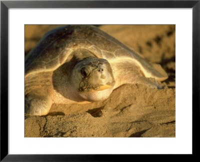Pacific Ridley Sea Turtle, Front, Mexico by Patricio Robles Gil Pricing Limited Edition Print image