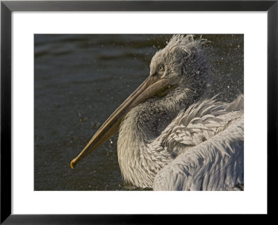 Pelecanus Philippensis, Rare South-East European Species, Bathing And Preening by Bob Gibbons Pricing Limited Edition Print image