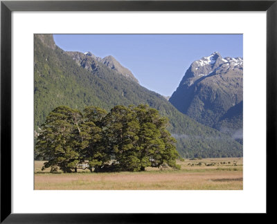 Nothofagus Menziesii, New Zealand by Bob Gibbons Pricing Limited Edition Print image
