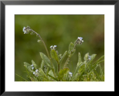 Changing Forget-Me-Not, Myosotis Discolor by Bob Gibbons Pricing Limited Edition Print image
