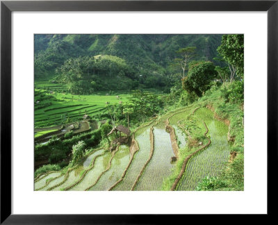 Terraced Rice Paddies With Crops, Indonesia by Karen Gowlett-Holmes Pricing Limited Edition Print image