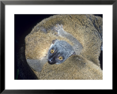 Sanfords Lemur, Infant, Dupc by David Haring Pricing Limited Edition Print image
