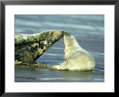Grey Seal, Halichoerus Grypus Adult by Mark Hamblin Pricing Limited Edition Print image