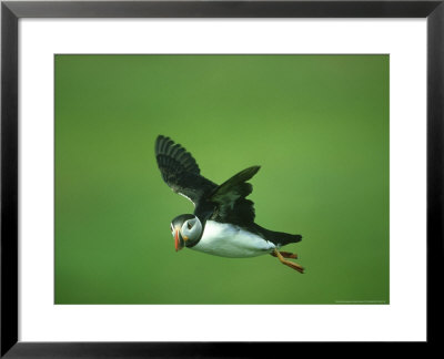 Atlantic Puffin, Fratercula Arctica Adult In Flight Scotland, Uk by Mark Hamblin Pricing Limited Edition Print image