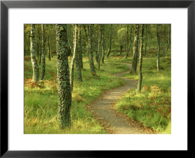 Craigellachie Nr, Strathspey, Scotland by Mark Hamblin Pricing Limited Edition Print image