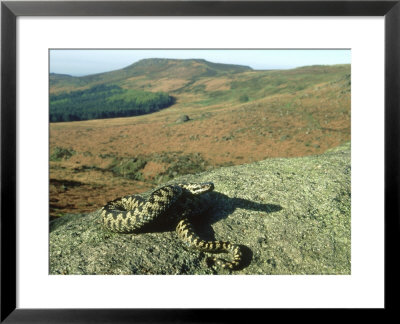 Adder, Male On Rock, Uk by Mark Hamblin Pricing Limited Edition Print image