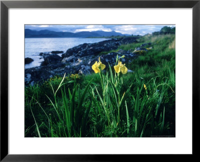 Yellow Flag Iris On Loch Fynne by Mark Hamblin Pricing Limited Edition Print image