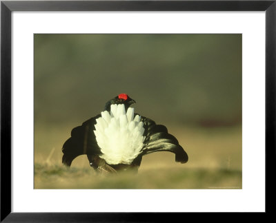 Blackcock, Lyrurus Tetrix, Strathspey, Scotland by Mark Hamblin Pricing Limited Edition Print image