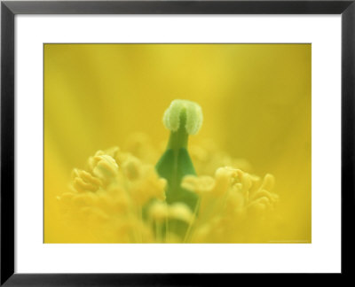 Welsh Poppy, Close-Up Of Stigma And Stamens, Yorkshire, Uk by Mark Hamblin Pricing Limited Edition Print image