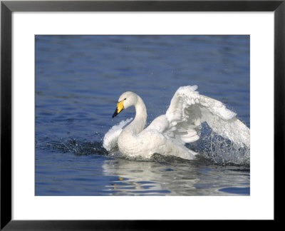 Whooper Swan, Adult Bathing, Uk by Mark Hamblin Pricing Limited Edition Print image