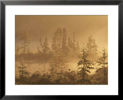 Sunrise Over Tamarac Bog With Ponds And Pines In Fog, Alger County, Usa by Mark Hamblin Pricing Limited Edition Print image