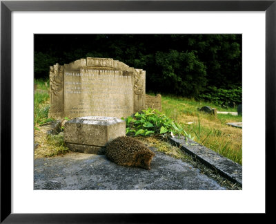Hedgehogerinaceus Europaeuson Tombstone In Churchyardsouth Yorks by Mark Hamblin Pricing Limited Edition Print image