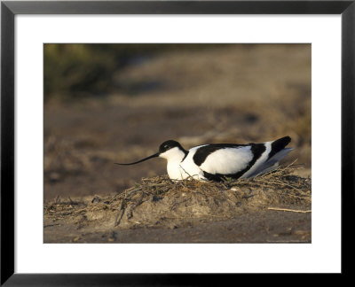 Avocet, Adult Incubating Eggs, Greece by Mark Hamblin Pricing Limited Edition Print image