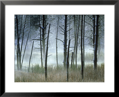 Dead Pines And Reeds In Mist, Firehole Lake Drive, Wyoming, Usa by Mark Hamblin Pricing Limited Edition Print image