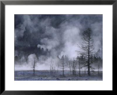 Dead Pines & Geysers, Yellowstone National Park, Usa by Mark Hamblin Pricing Limited Edition Print image
