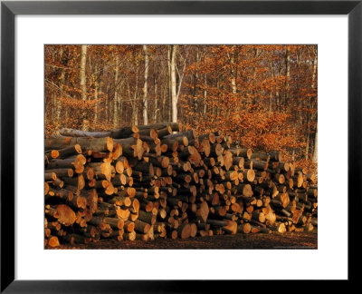 Felled Beech Trunks by Mark Hamblin Pricing Limited Edition Print image