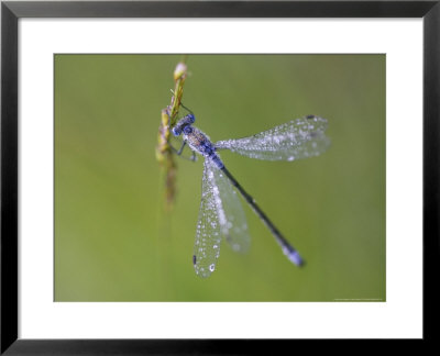 Blue-Tailed Damselfly, Male On Grass Stem, Scotland by Mark Hamblin Pricing Limited Edition Print image