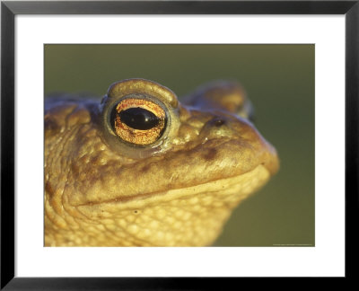 Common Toad, Portrait Of Adult, Scotland by Mark Hamblin Pricing Limited Edition Print image
