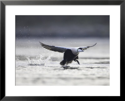 Eider, Male Taking Off, Scotland by Mark Hamblin Pricing Limited Edition Print image