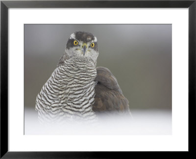 Goshawk, Portrait Of Adult, Scotland by Mark Hamblin Pricing Limited Edition Print image