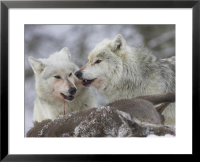 Wolf, Two Adults Feeding On Deer Carcass, Scotland by Mark Hamblin Pricing Limited Edition Print image