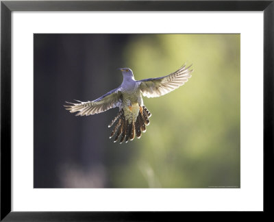 Cuckoo, Adult Male In Flight In Evening Light, Scotland by Mark Hamblin Pricing Limited Edition Print image