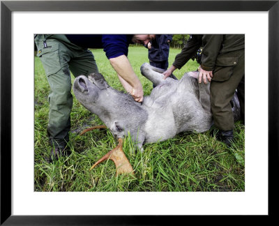 Elk, Huntsmen Preparing To Remove Guts Of Freshly Killed Elk, Norway by Mark Hamblin Pricing Limited Edition Print image