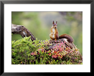 Red Squirrel, Adult On Fallen Log With Hazelnut In Mouth, Norway by Mark Hamblin Pricing Limited Edition Print image