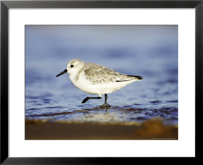 Sanderling, Adult In Winter Plumage Running Along Tide Line On Beach, Uk by Mark Hamblin Pricing Limited Edition Print image